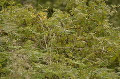 Acrocephalus schoenobaenus