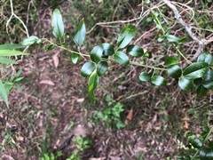 Jasminum didymum racemosum