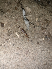 Forficula auricularia