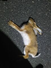 Lepus granatensis