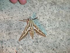 Hyles livornica