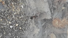 Tanaemyrmex