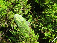 Pisaura acoreensis