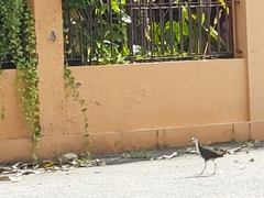 Amaurornis phoenicurus