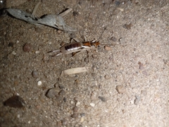 Forficula auricularia