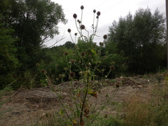 Dipsacus strigosus