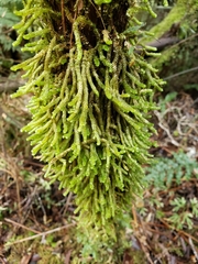 Cladomnion ericoides