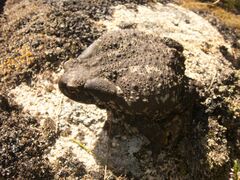 Bufo spinosus