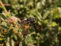 Dasypogon