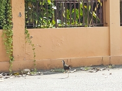 Amaurornis phoenicurus