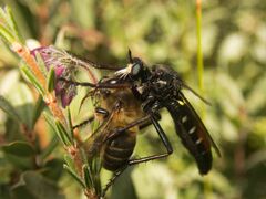 Dasypogon