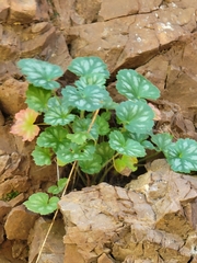 Heuchera sanguinea