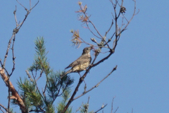 Turdus viscivorus
