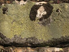 Rhizocarpon