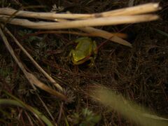 Hyla molleri