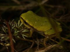 Hyla molleri