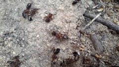 Camponotus barbaricus