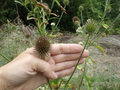 Dipsacus strigosus