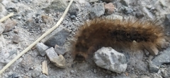 Phragmatobia
