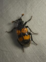 Nicrophorus interruptus