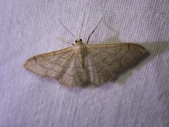 Idaea aversata