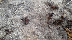 Camponotus barbaricus