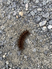 Spilosoma lubricipeda