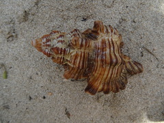 Chicoreus dovi