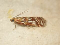 Acrobasis porphyrella