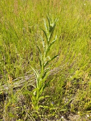 Carlina biebersteinii