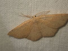 Cyclophora puppillaria