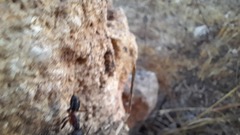 Camponotus barbaricus