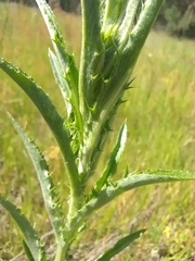 Carlina biebersteinii