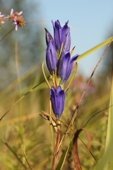 Gentiana pneumonanthe