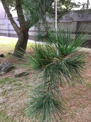 Pinus morrisonicola