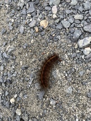 Spilosoma lubricipeda
