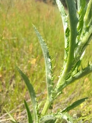 Carlina biebersteinii