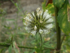 Dipsacus strigosus