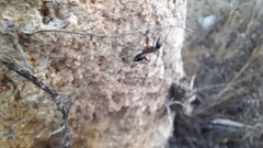 Camponotus barbaricus