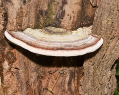 Ganoderma australe