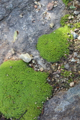 Pseudocrossidium crinitum