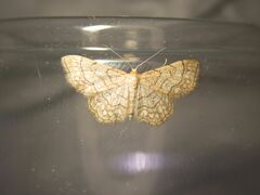 Idaea moniliata