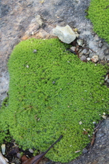 Pseudocrossidium crinitum