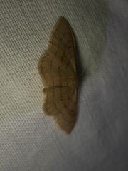 Idaea aversata