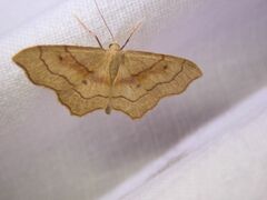 Idaea dromikos