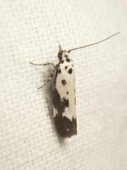 Ethmia quadrillella