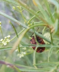 Graphosoma italicum italicum