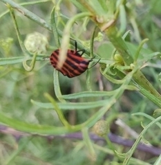 Graphosoma italicum italicum
