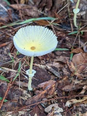 Leucocoprinus