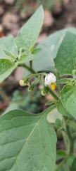Solanum nigrum